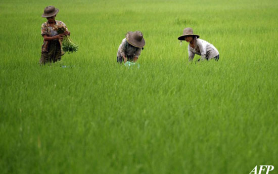 farmers-collect-paddy