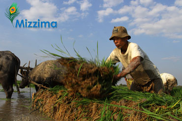 Farmers-at-work-in-fields