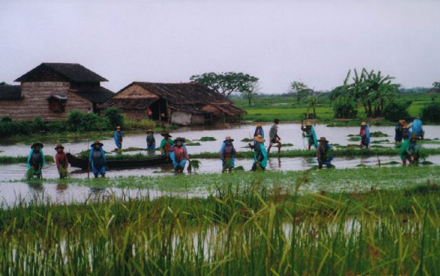 Myaungmya-farmer