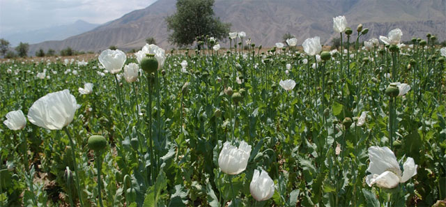 Poppy-field