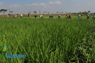 farmers-at-rice-fields