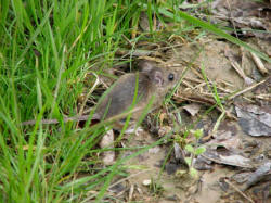 Marsh Rice Rat (PHOTO)