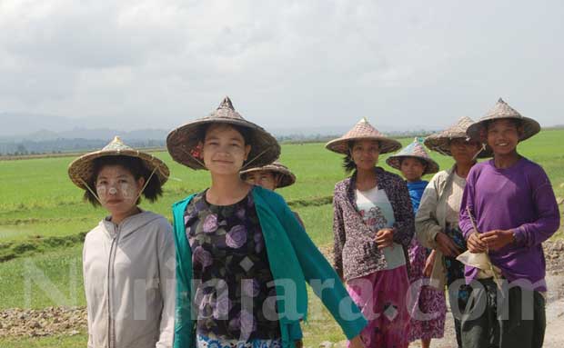 ဓါတ်ပုံအညွန်း- ရခိုင်မှ လယ်တောသူများကို တွေ့ရစဉ်။ ( ဓါတ်ပုံ- နိရဥ္စရာ)