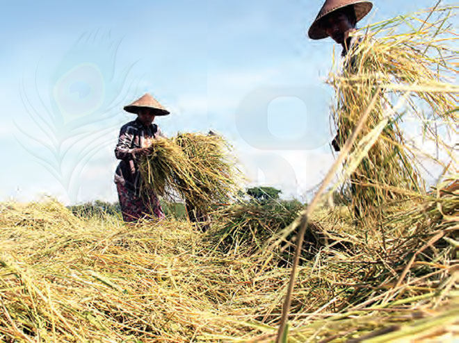 Farmer