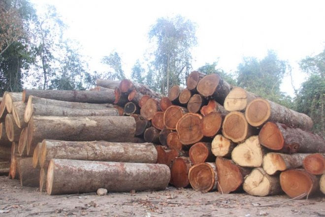 Myanmar protested to China over illegal timber minerals exports