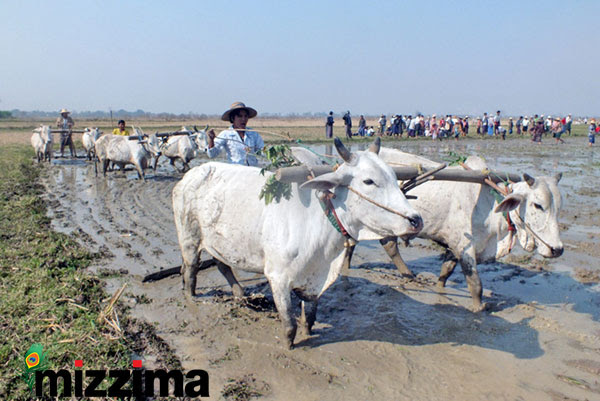 Farmers ထွန်တုံးတိုက်ပွဲဝင်နေသည့် တောင်သူများကို တွေ့ရစဉ်။ (ဓာတ်ပုံ-အောင်ကိုဦး)