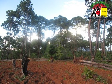 Clearing Forest Land for Coal Mining