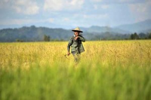 Paddy-field-Myanmar