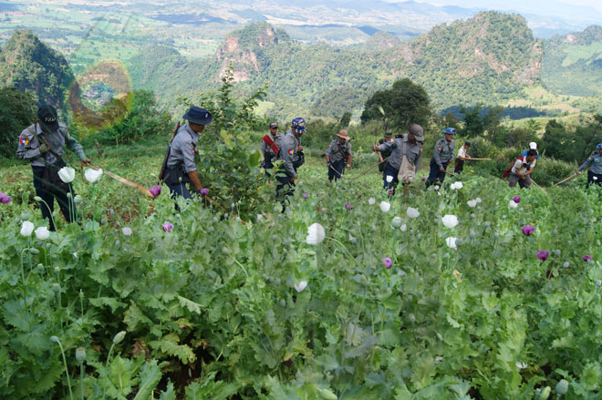 ဟိုပုံးမြို့နယ်၊ ပအိုဝ်းကိုယ်ပိုင်အုပ်ချုပ်ခွင့်ရ ဒေသ၊ လုံဟေးကျေးရွာအုပ်စု၊ မဲနယ်တောင် တစ်ကျောရှိ ဘိန်းစိုက်ခင်းများအား ဟိုပုံးမြို့နယ် ရဲတပ်ဖွဲ့မှူး ရဲမှူး မောင်မောင်ဝင်း ဦးဆောင်သည့် ရဲတပ်ဖွဲ့ဝင်များနှင့် စစ်တပ်လုံခြံုရေး အဖွဲ့တို့နှင့်အခြား ပူးပေါင်း အဖွဲ့ဝင်များ နိုဝင်ဘာ ၁၇ ရက်မှ စတင်၍ ဖျက်ဆီးနေသည်ကို တွေ့ရစဉ်။ (ဓာတ်ပုံ - ဂျွန်ချစ်ငြိမ်း၊ မဇ္ဈိမ)