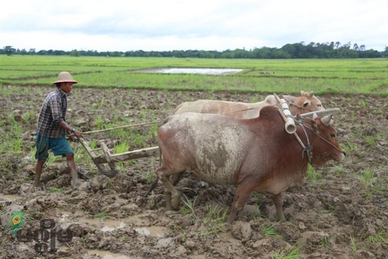 Farmer