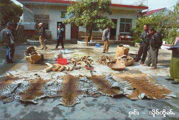 Forestry Products Seized from U Phon Kyan Moe Forestry Products Seized from U Phon Kyan Moe