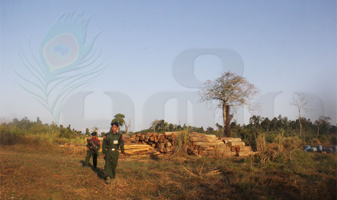 Kachin-Wood-1