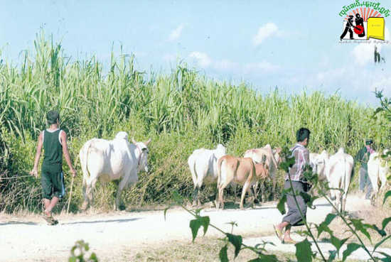 Merchants Taking Cattle to China