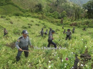 Police Destroy Poppies