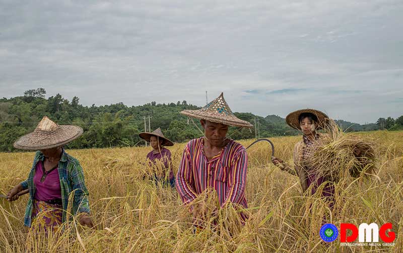 Arakan farmers find workers and combines in short supply amid IDP ...