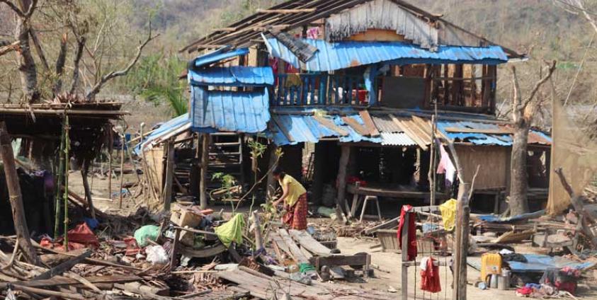 Devastated trees in Rathedaung Township, a consequence of the destructive impact of Cyclone Mocha.