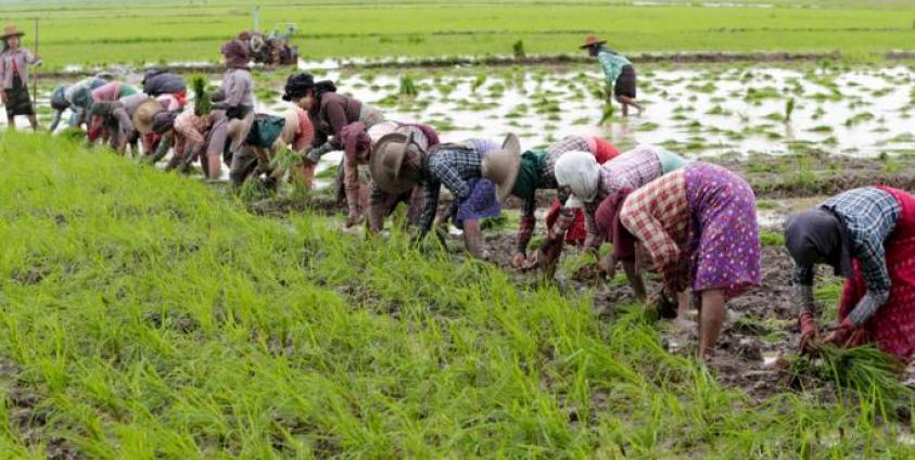 Myanmar women wearing hats and headscarfs line up as they plant paddy seedlings to grow rice crop at a farm in Ma-ubin township of Ayeyarwaddy region, Myanmar. Photo: Lynn Bo Bo/EPA