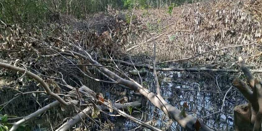 Caption: The mangrove forest near Kyaytaw village, Sittwe Township, has protected the village in the years since it was planted. (Photo: Ko Hla Tun)