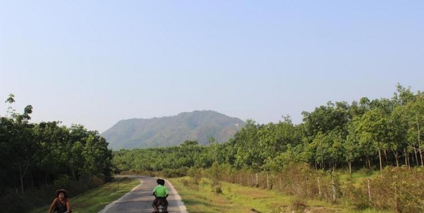 Rubber Plantation