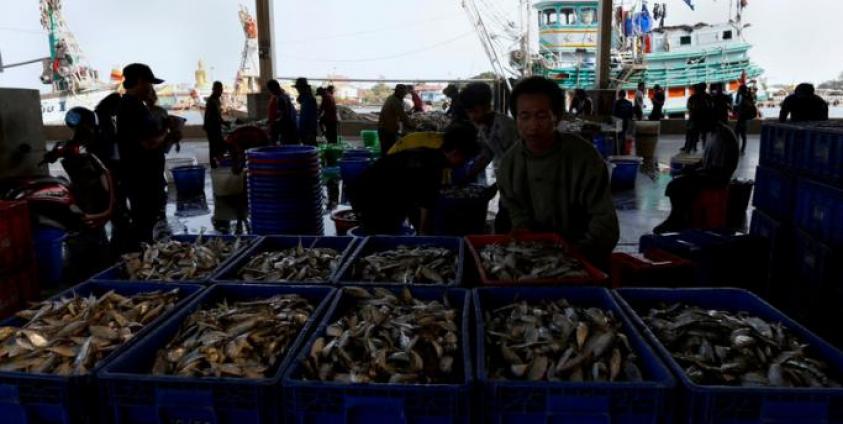 Myanmar migrant fishermen unload fish from Thai fishing boats at a port in Samut Sakhon province, Thailand. Photo: EPA