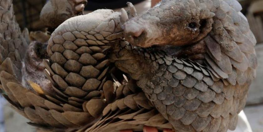 A Cambodian animal keeper carries a male pangolin at Phnom Tamao Wildlife Rescue Center in Takeo province, Cambodia. Photo: EPA