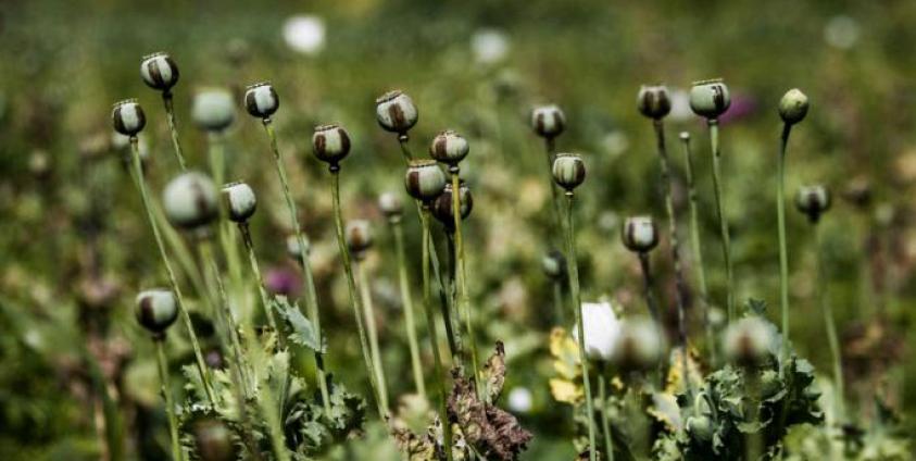 Opium poppies at a poppy field near Pekon township, southern Shan State. Photo: EPA