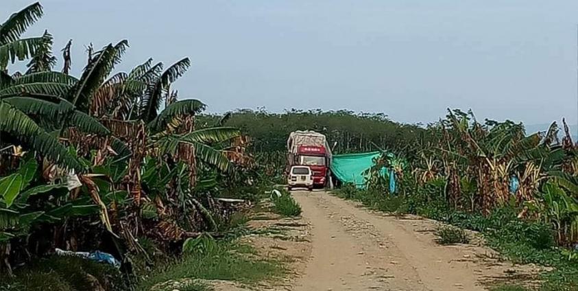  Chinese tissue culture banana plantation in Waingmaw township, Kachin State, northern Burma