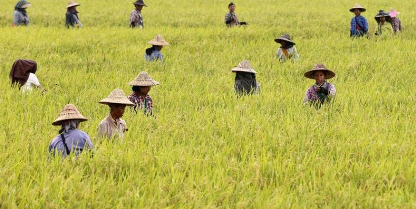 Burmese farm workers harvest rice in a paddy field on the outskirts of Naypyitaw, Myanmar. Photo: Hein Htet/EPA