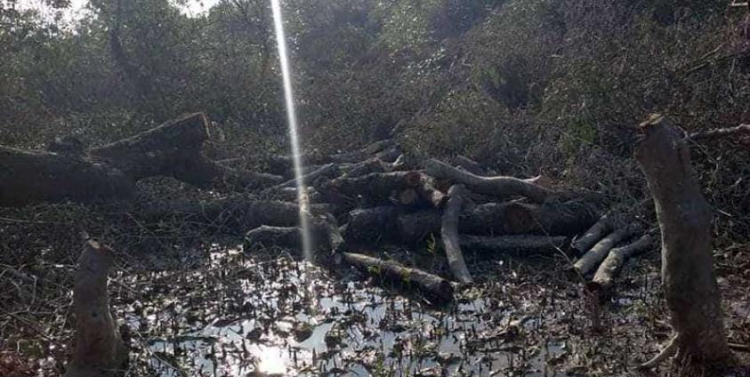 A mangrove swamp in Nga Pyi Kyun village. (Photo_ DMG)