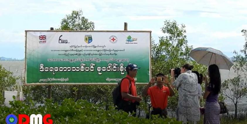 K20 million of mangrove plants planted on Manaung Island