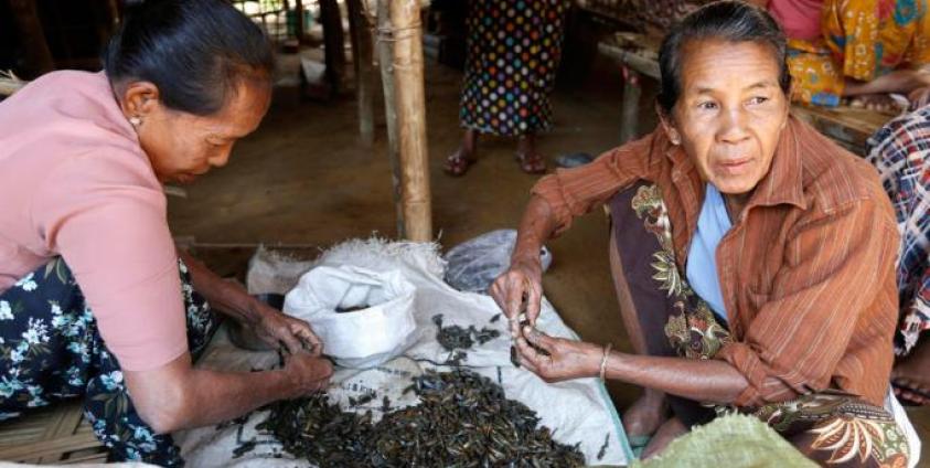 Rakhine ethnic elderly women who fled from an area struck by conflict between the Myanmar military and Arakan Army, sort small mussels at the Yan Aung Myay temporary camps in Buthidaung township, Rakhine State, Myanmar. Photo: EPA