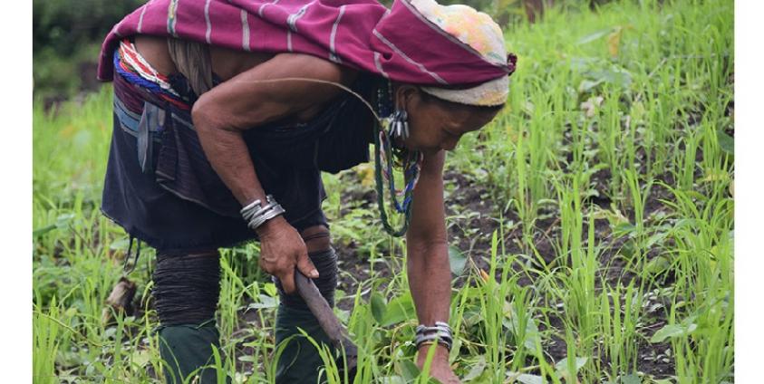 တောင်ယာခင်းထဲ အလုပ်အဆင်းနေသော ကယားမတစ်ဦး(ဓါတ်ပုံ-မော်ဦးမြာ)