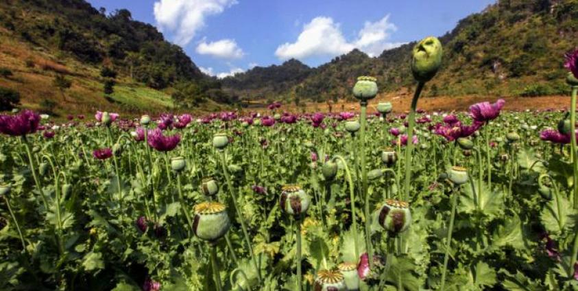 Opium poppy plantations in eastern Shan state destroyed | Burma News ...