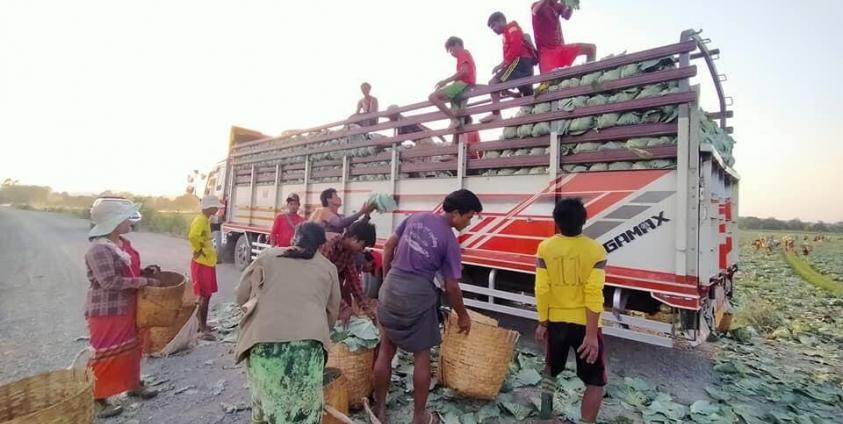  Pang Laung Nong Tayar Cabbage farm 26 May 2020 1Pang Laung Nong Tayar Cabbage farm 26 May 2020 1 