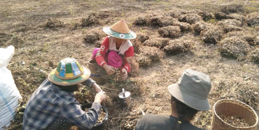 A peanut farmer in An Pha Gyi village explained to Karen News.