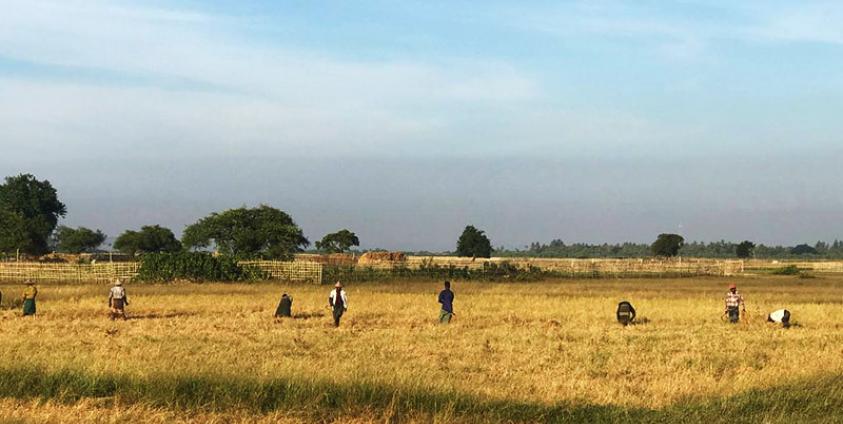 Paddy fields in Aungtaing Village, Sittwe Township. (Photo: DMG)