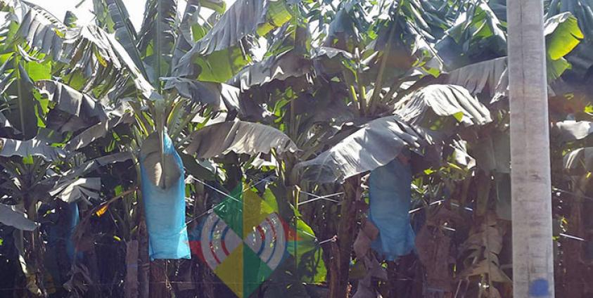 Chinese tissue culture banana plantation in Gwi Htu, Waingmaw Township, Kachin State