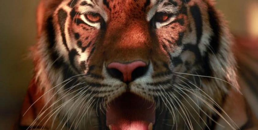 A female Myanmar tiger yawns in the enclosure at Yangon Zoological Gardens in Yangon. Photo: Lynn Bo Bo/EPA