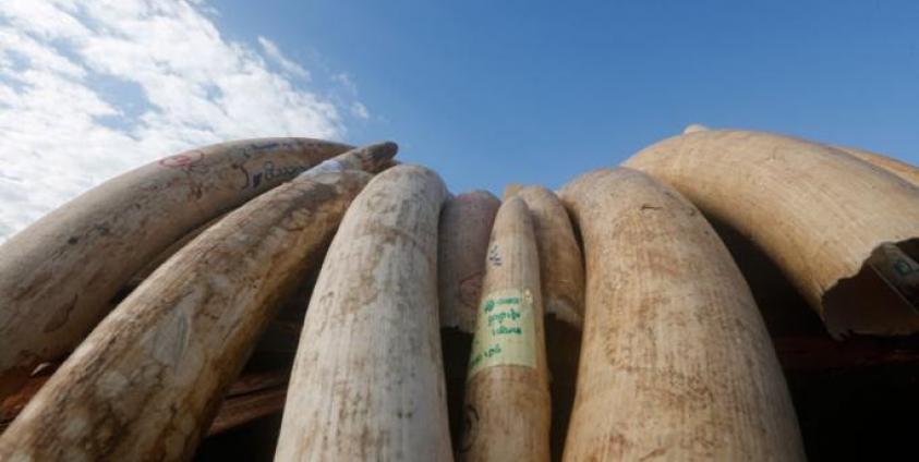 A pile of elephant tusks are displayed during the destruction ceremony of confiscated elephant ivory and wildlife parts at the Ministry of Natural Resources and Environmental Conservation in Naypyitaw, Myanmar, 04 October 2018. Photo: Hein Htet/EPA