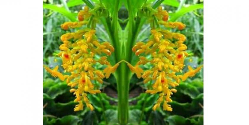 "ဝါဆိုပန်း"ရုက္ခအမည် Globba orixensis Roxb. Family Zingiberaceae(photo/Internet)