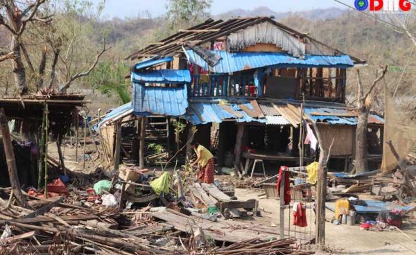 Devastated trees in Rathedaung Township, a consequence of the destructive impact of Cyclone Mocha.