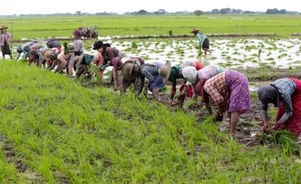 Myanmar women wearing hats and headscarfs line up as they plant paddy seedlings to grow rice crop at a farm in Ma-ubin township of Ayeyarwaddy region, Myanmar. Photo: Lynn Bo Bo/EPA