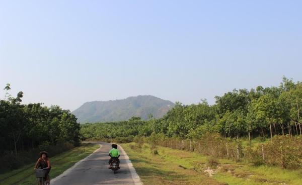 Rubber Plantation