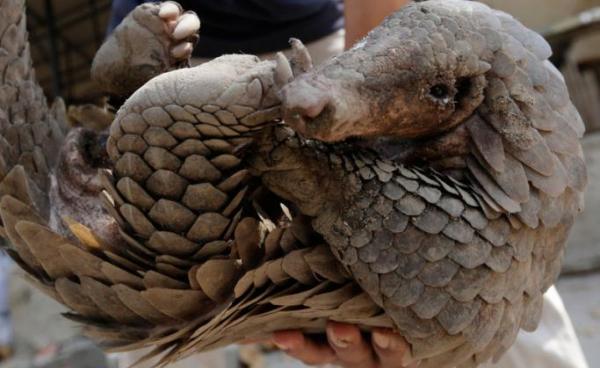 A Cambodian animal keeper carries a male pangolin at Phnom Tamao Wildlife Rescue Center in Takeo province, Cambodia. Photo: EPA