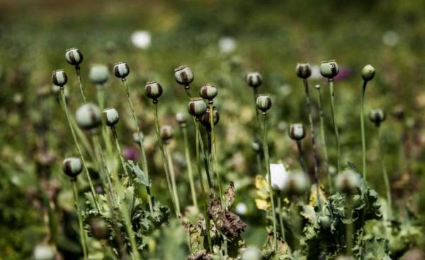 Opium poppies at a poppy field near Pekon township, southern Shan State. Photo: EPA