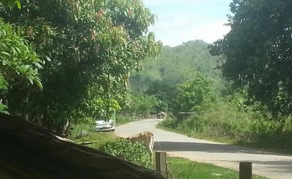 A Road in Karen State