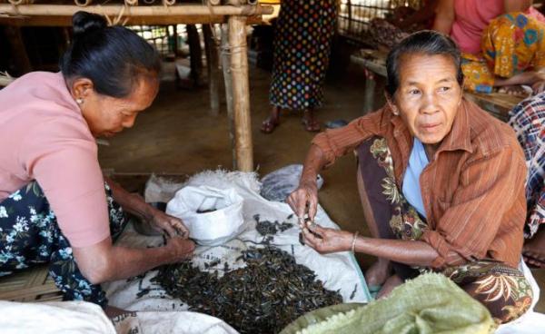 Rakhine ethnic elderly women who fled from an area struck by conflict between the Myanmar military and Arakan Army, sort small mussels at the Yan Aung Myay temporary camps in Buthidaung township, Rakhine State, Myanmar. Photo: EPA