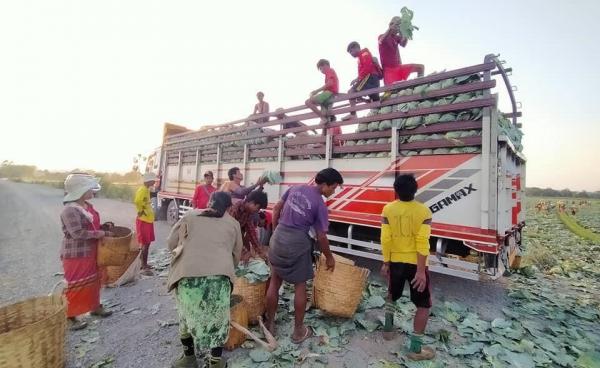  Pang Laung Nong Tayar Cabbage farm 26 May 2020 1Pang Laung Nong Tayar Cabbage farm 26 May 2020 1 