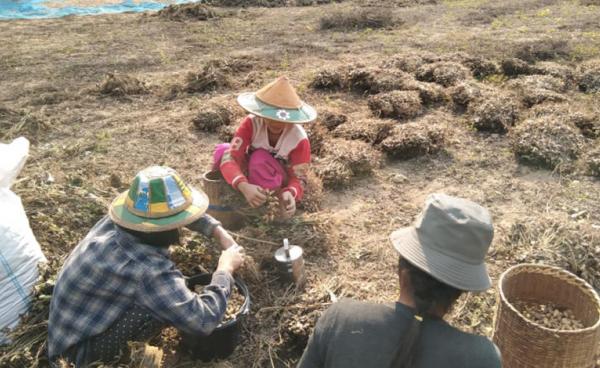 A peanut farmer in An Pha Gyi village explained to Karen News.