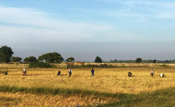 Paddy fields in Aungtaing Village, Sittwe Township. (Photo: DMG)